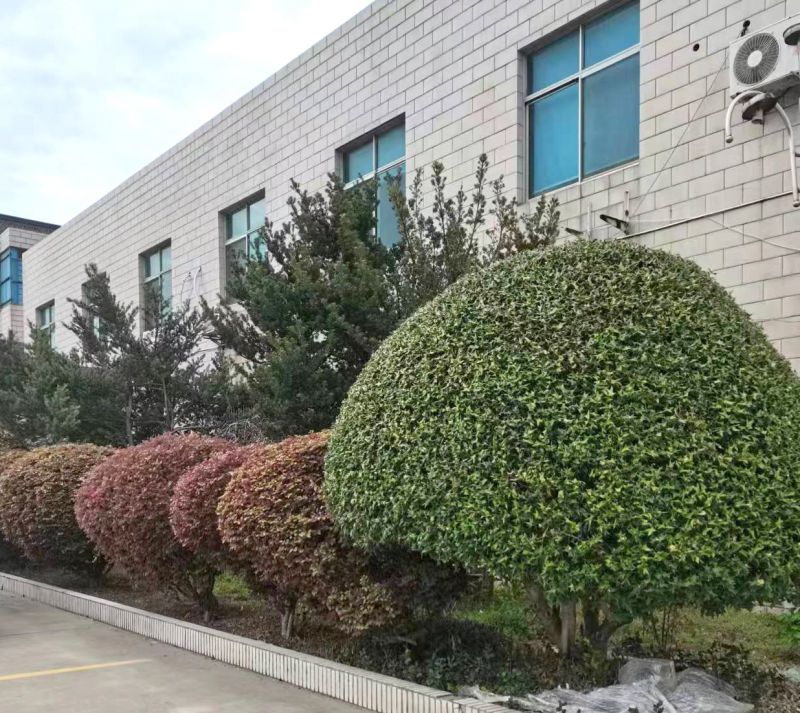 ������ò